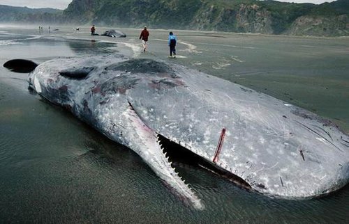 十大恐怖海洋生物：大乌贼体长可达20米