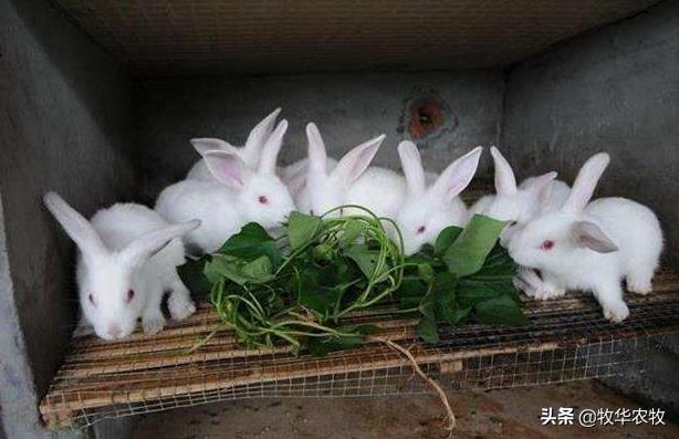 养1000只兔子需要投资多少钱（养一百只兔子需要投资多少钱）