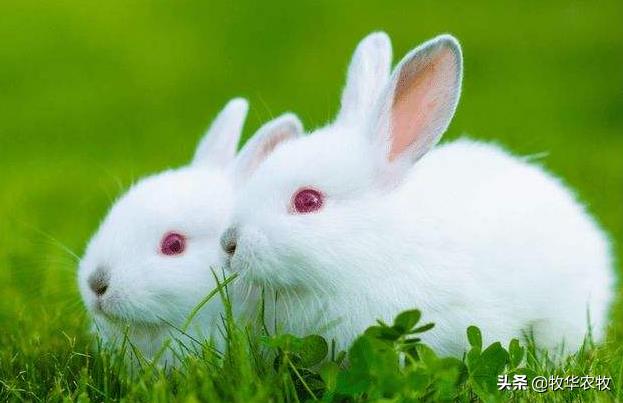 养1000只兔子需要投资多少钱（养一百只兔子需要投资多少钱）