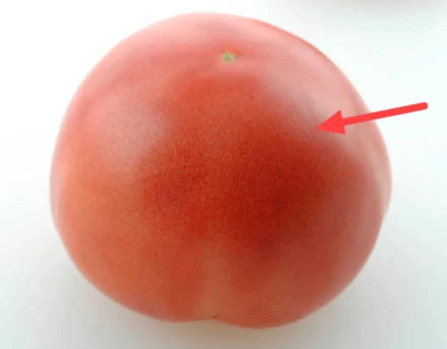 水果西红柿和普通西红柿的区别