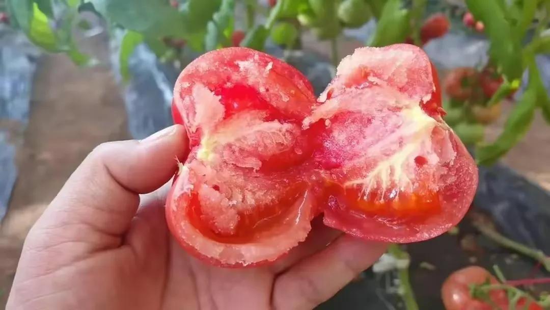 水果西红柿和普通西红柿的区别