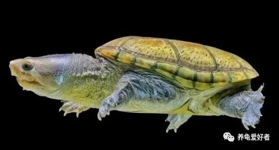 头盔龟是深水龟吗（头盔龟是深水龟还是浅水龟）