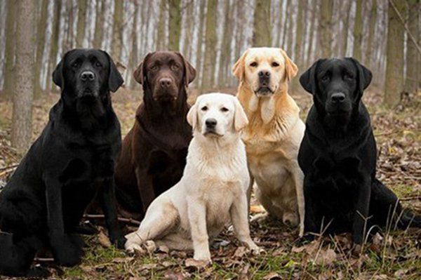 地球上10大最适合做警犬的狗品种，德牧居榜首，罗威纳犬排第二