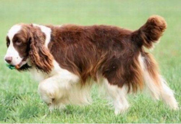 地球上10大最适合做警犬的狗品种，德牧居榜首，罗威纳犬排第二