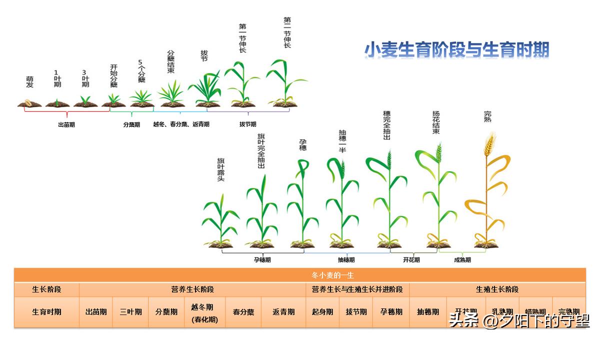 小麦生长期分几个阶段（小麦生长期分几个阶段和时间图片）