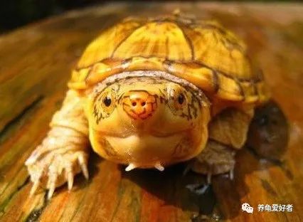 头盔龟是深水龟吗（头盔龟是深水龟还是浅水龟）